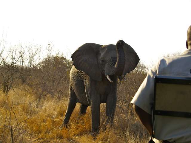 18 días en Sudáfrica - Blogs de Sudáfrica - Safari en el Kruger (26)